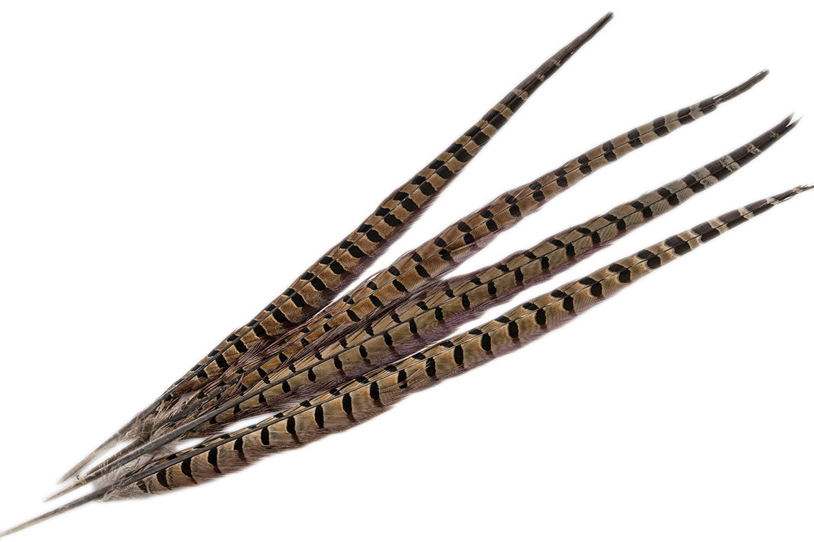 Fasanafjöður 50cm