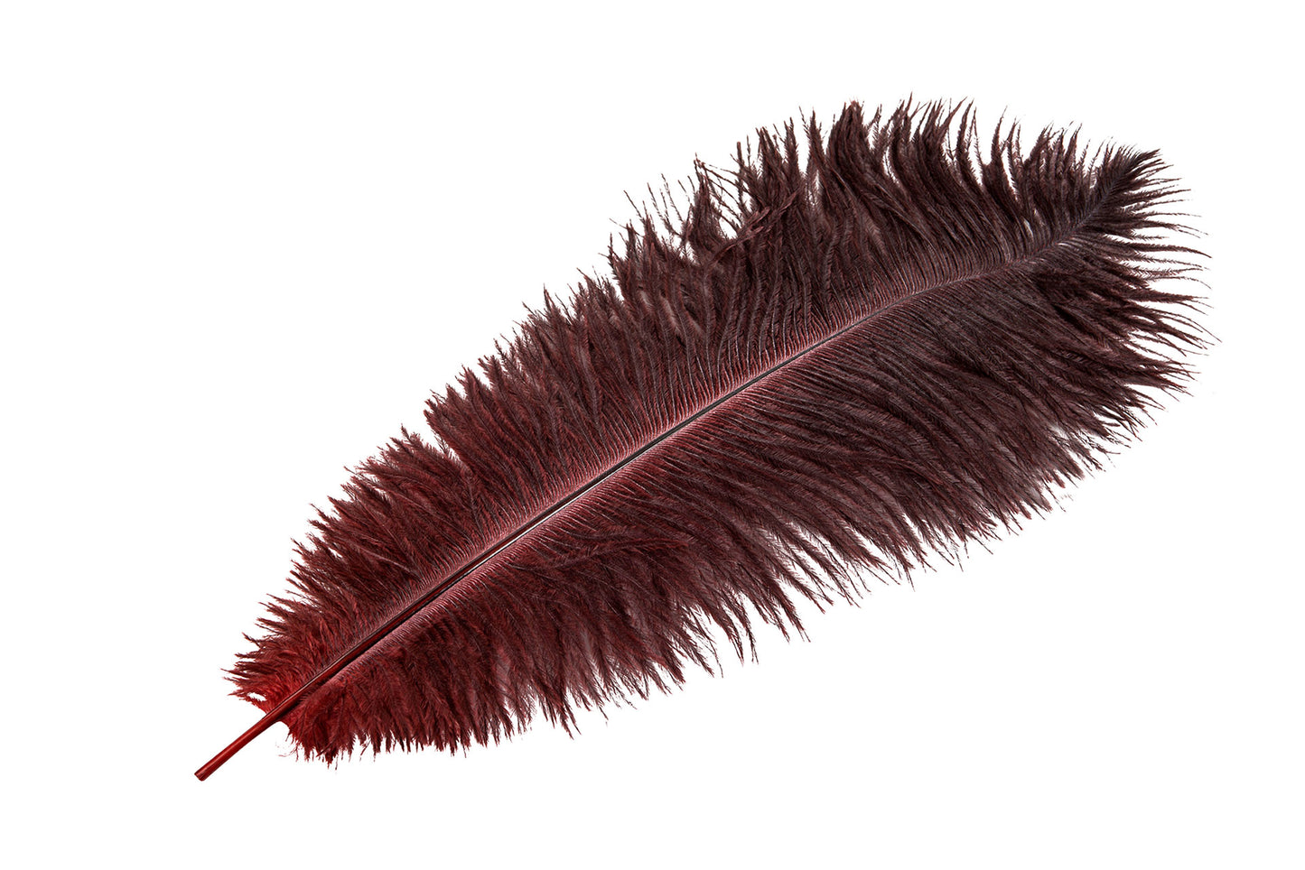 Strútsfjöður Burgundy 40cm