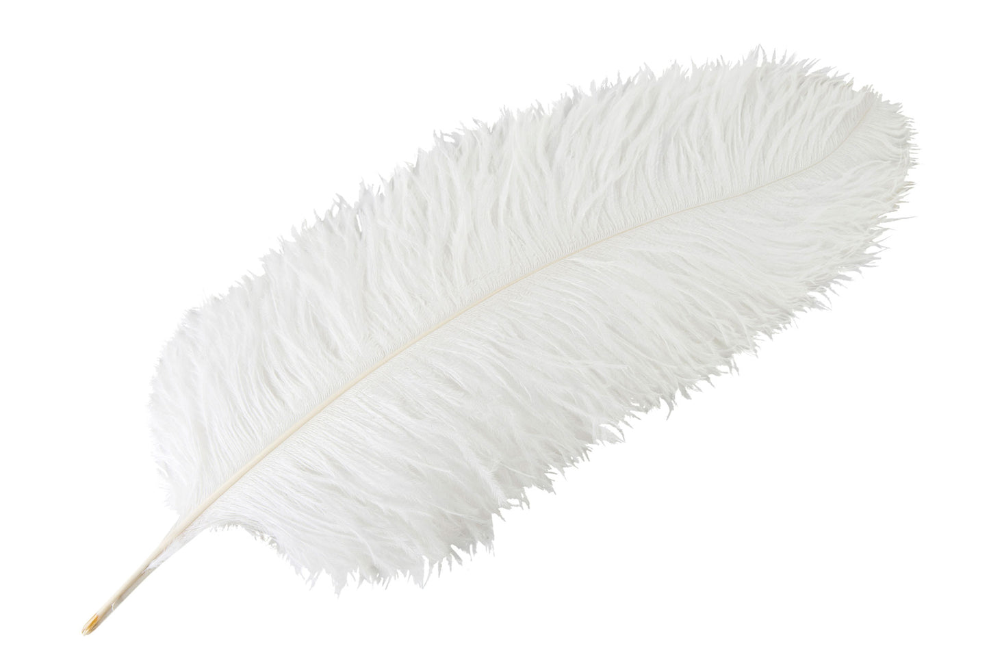 Strútsfjöður hvítur 60cm