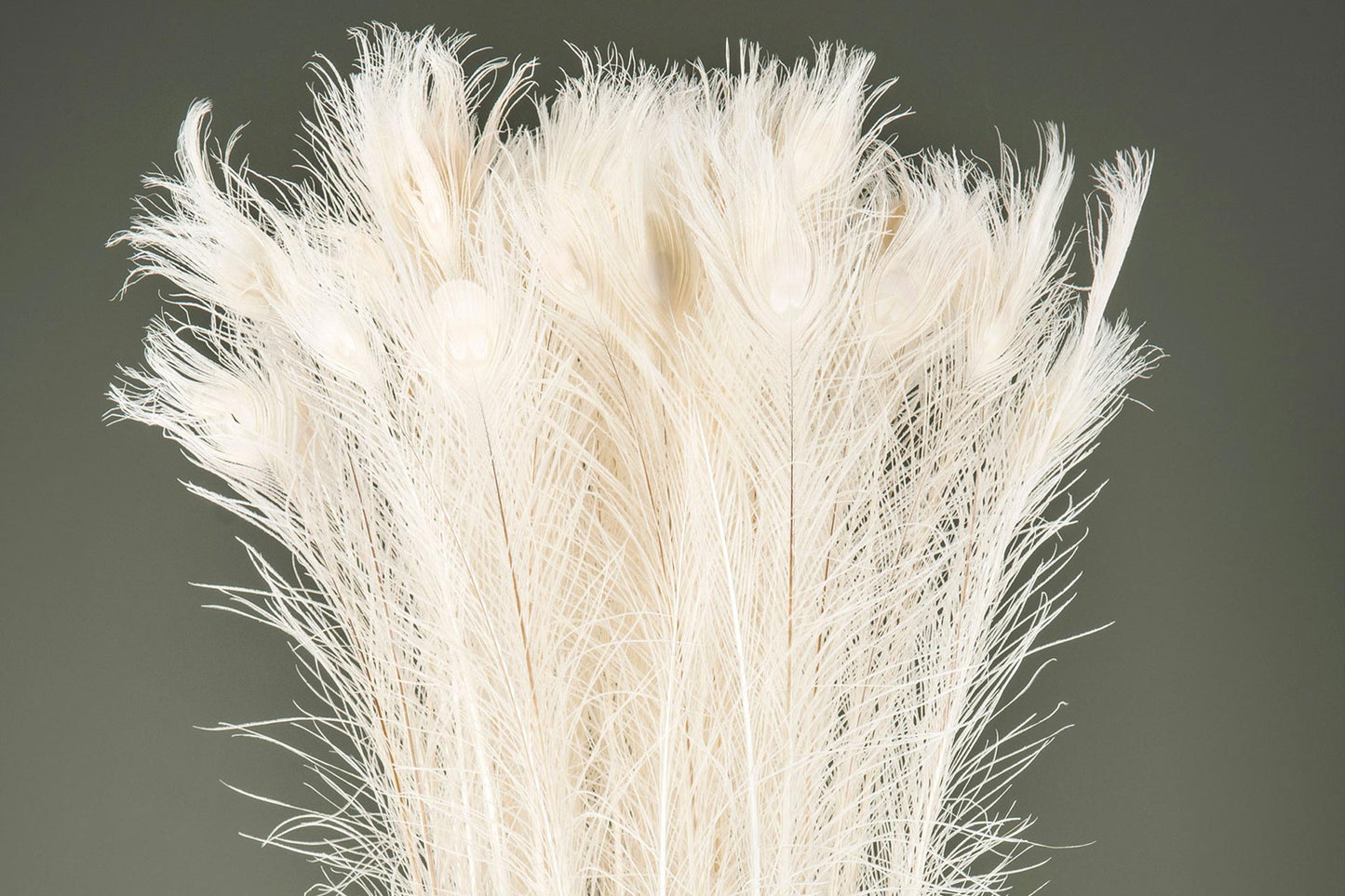 Páfugl fjöður Creme 80-100cm