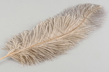 Strútsfjöður mokka 60cm
